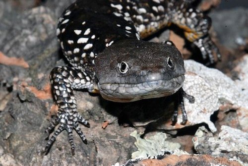 Abronia Deppii for Sale