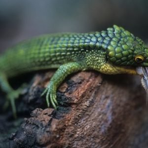 Buy Abronia Graminea Online