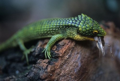 Buy Abronia Graminea Online