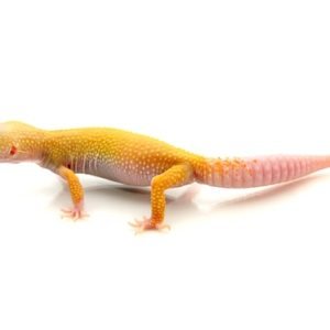 Buy Albino Leucistic Leopard Gecko Online