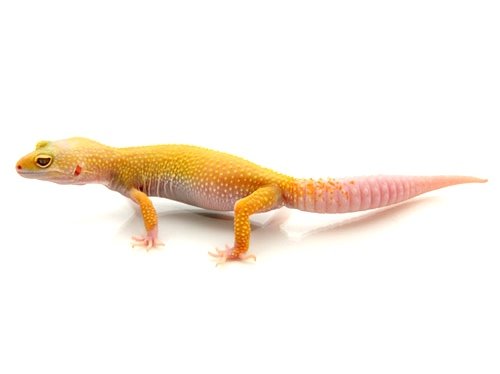 Buy Albino Leucistic Leopard Gecko Online