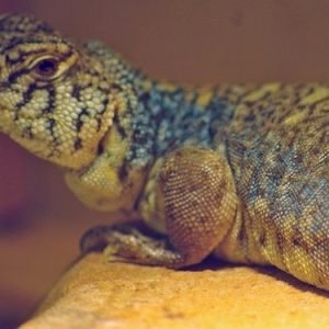 Buy Arabian Blue Uromastyx Online