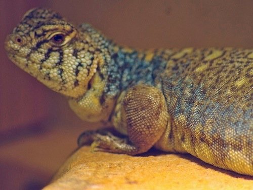 Buy Arabian Blue Uromastyx Online