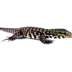 Buy Argentine Black and White Tegu Online