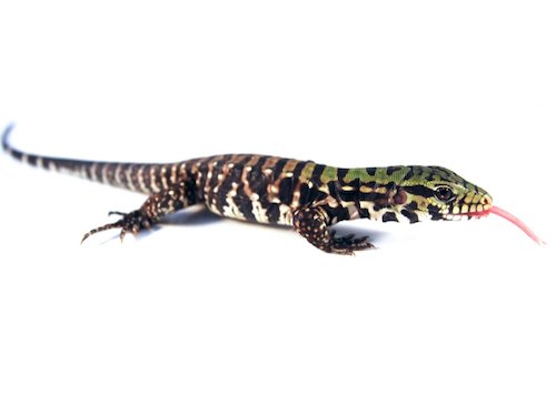 Buy Argentine Black and White Tegu Online
