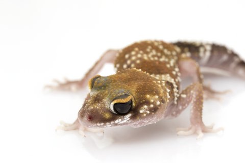 Buy Australian Barking Gecko Online