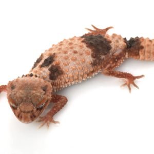 Buy Banded Knob Tailed Gecko Online