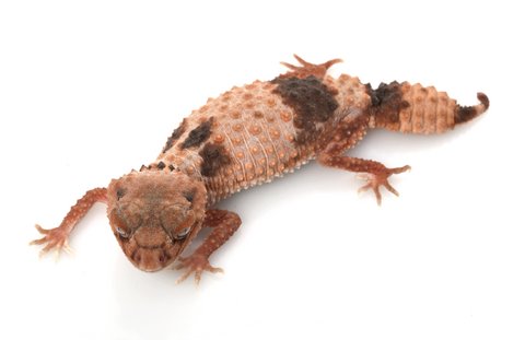 Buy Banded Knob Tailed Gecko Online
