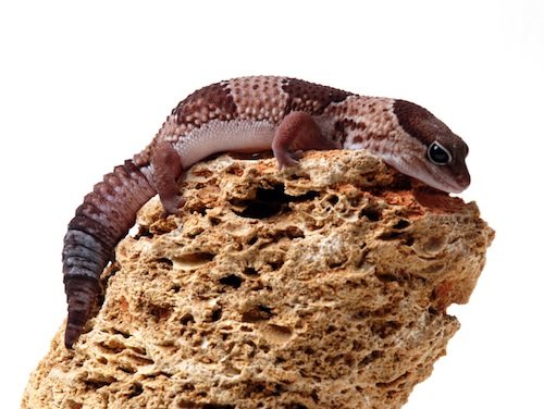 Buy African Fat Tail Gecko Online