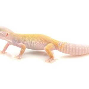 Buy Leucistic Leopard Gecko Online