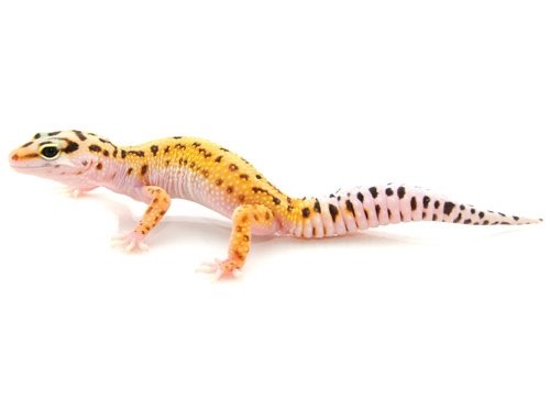 Pinstripe Leopard Gecko for Sale