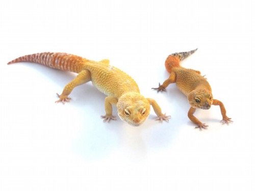 Buy Super Giant Leopard Gecko Online