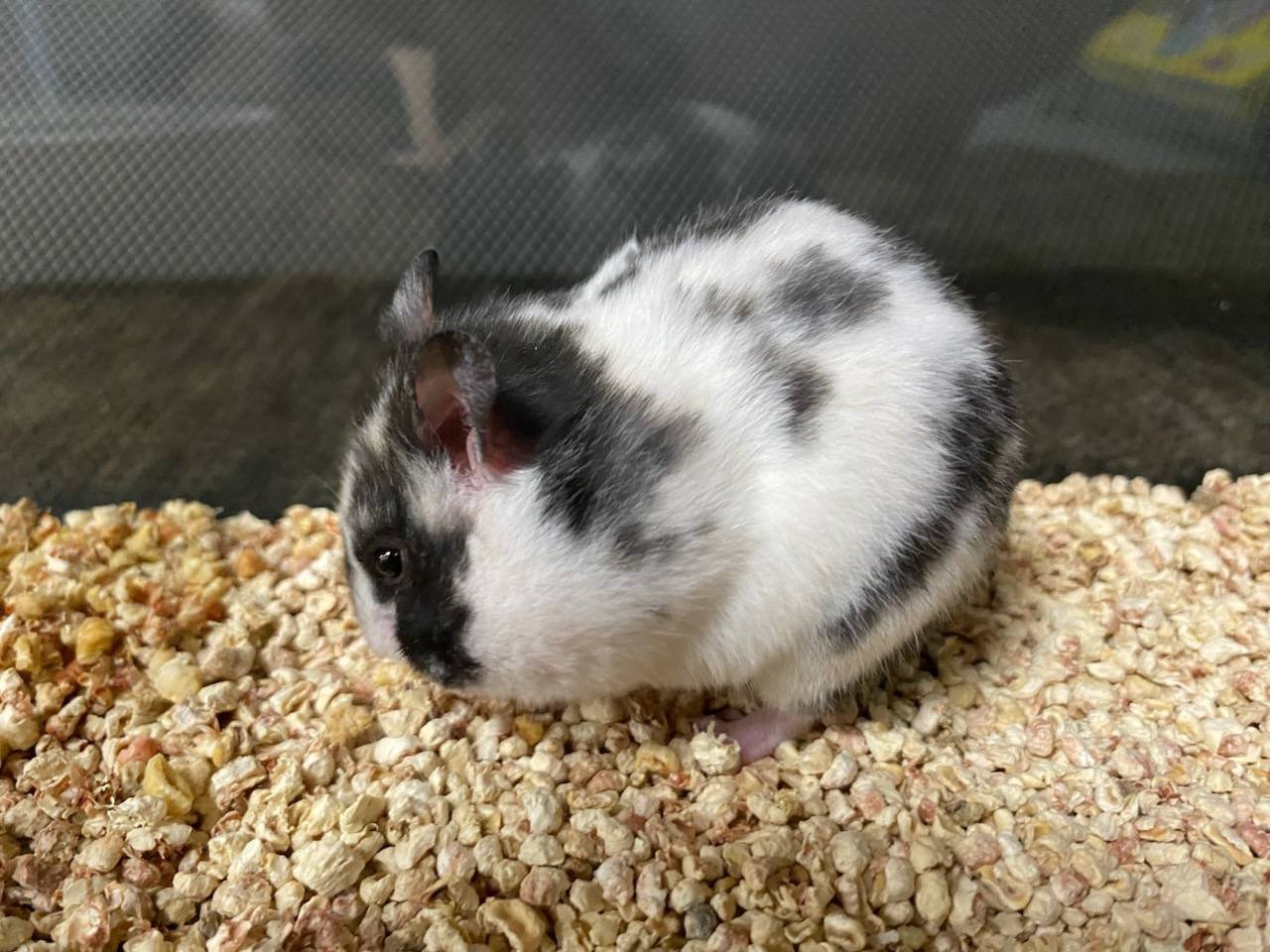 Buy Dalmatian Bear Hamster Online