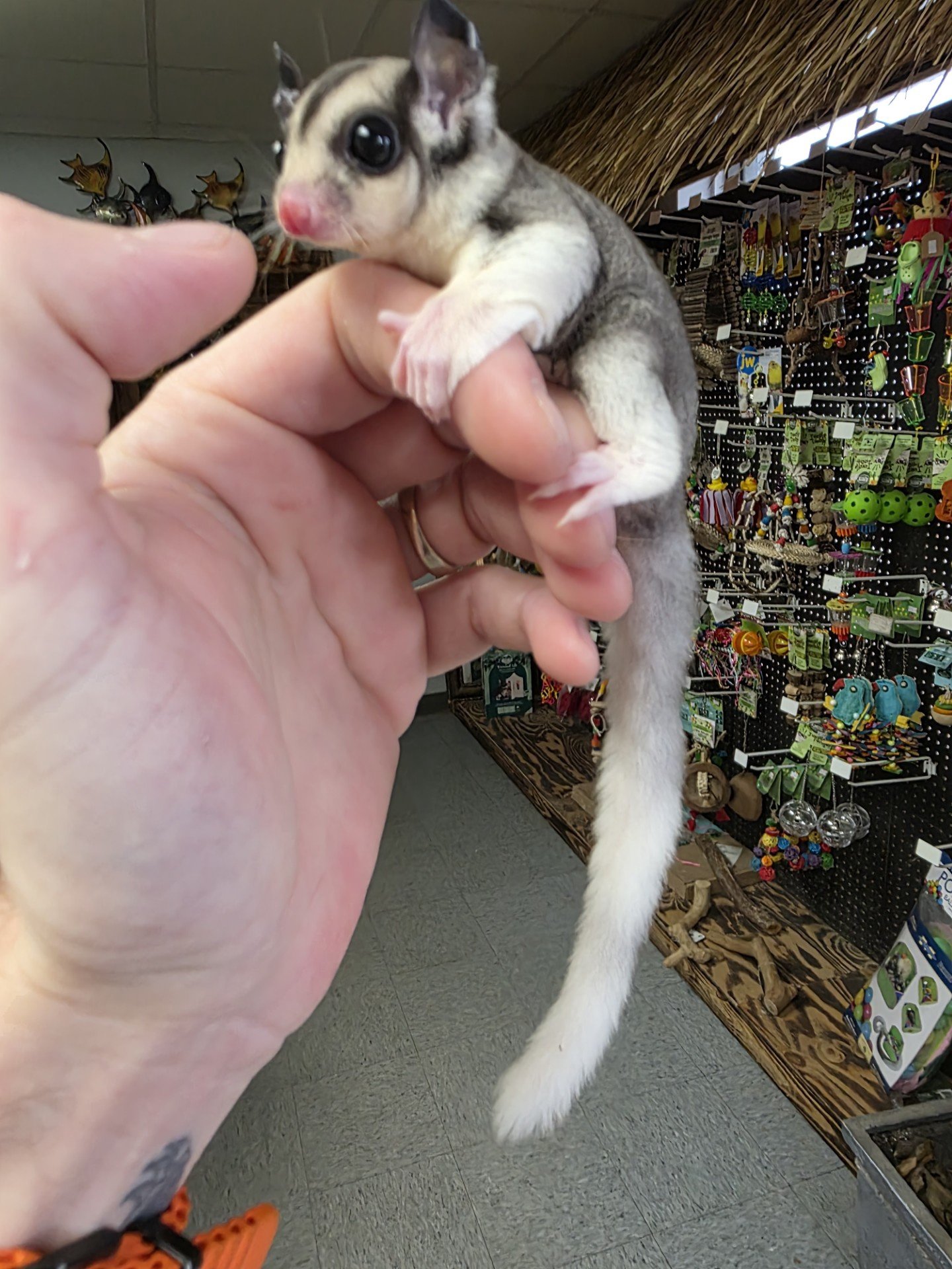Pied Mosaic male Sugar Glider
