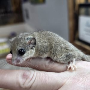 Pygmy squirrels (African Dormice,)