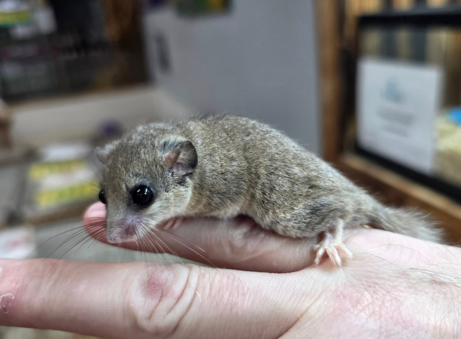 Pygmy squirrels (African Dormice,)