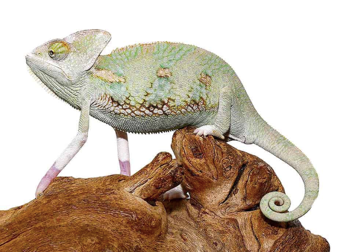 Translucent Veiled Chameleon (6-8 Inch) For Sale