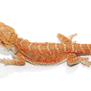 8-10 Inch Inferno Bearded Dragon For Sale