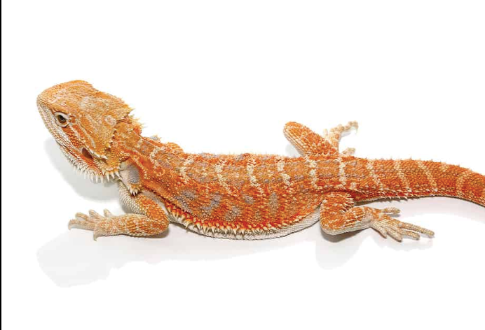 8-10 Inch Inferno Bearded Dragon For Sale