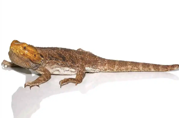 Buy Adult Citrus Blue Bar Bearded Dragon Online