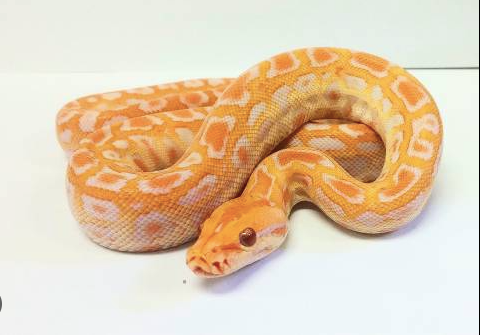 Albino Burmese Python for Sale