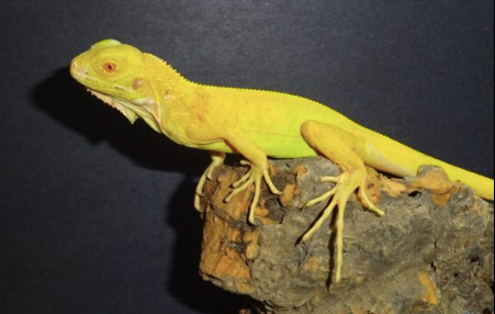 Albino Iguana For Sale