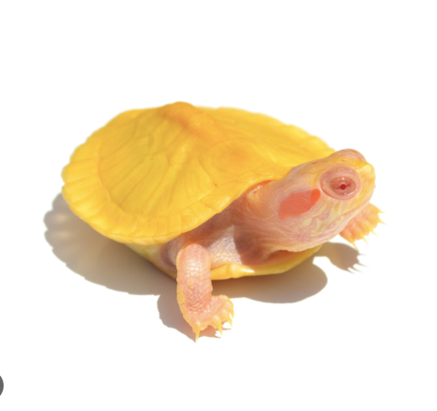 Albino Red Eared Slider Turtle for Sale