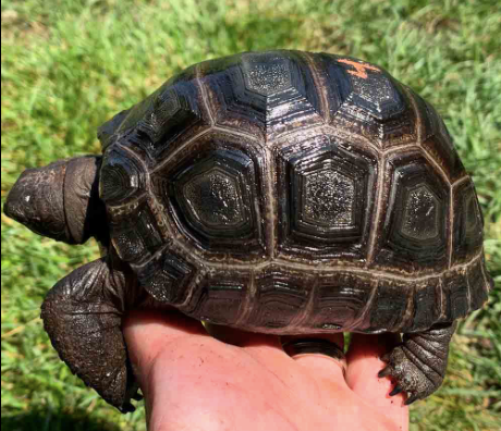 Aldabra Tortoise for Sale
