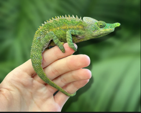 Antimena Chameleon for Sale