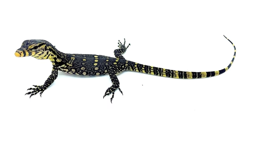 Asian Water Monitor for Sale