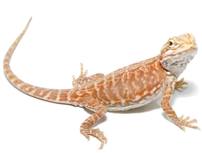 Baby Blue Bar Silky Inferno Hypo Bearded Dragon For Sale