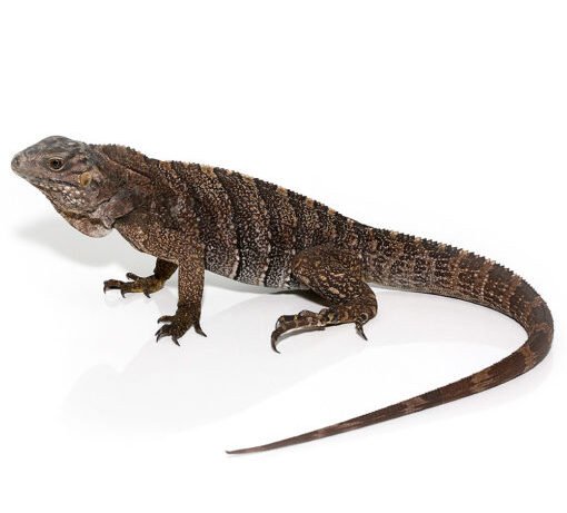 Baby Grand Cayman Blue Iguana For Sale