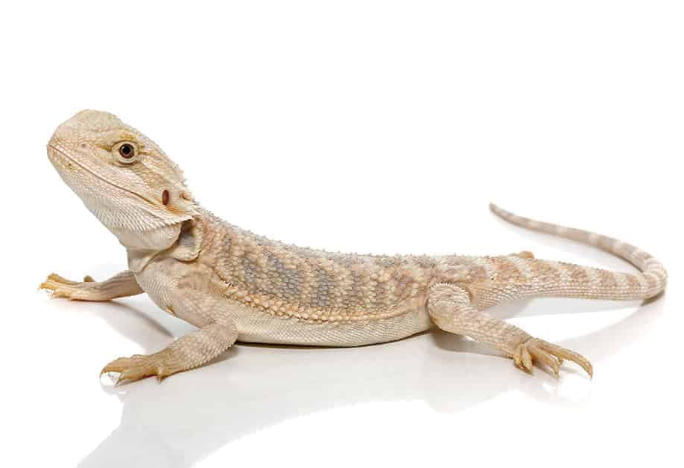 Baby Hypo Bearded Dragon For Sale