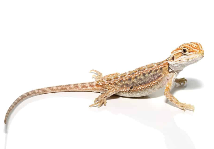 Buy Citrus Leatherback Bearded Dragon Online
