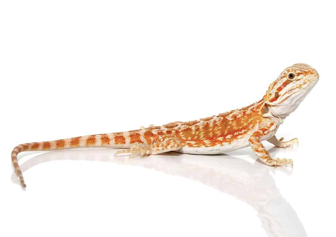 Baby Hypo Leatherback Bearded Dragon For Sale