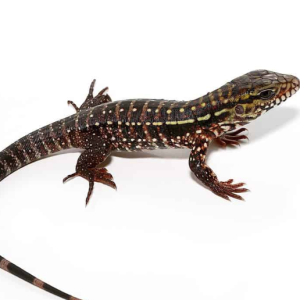 Baby Pink Panther Tegu For Sale