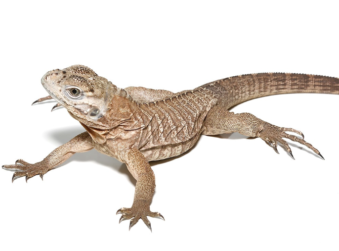 Baby Rhino Iguana For Sale