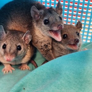 Buy Baby Short Tail Possums Online