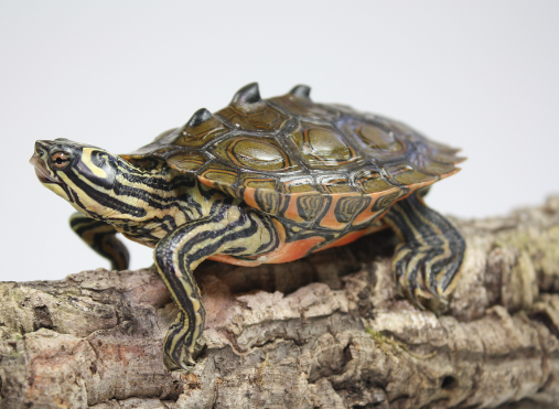 Black Knobbed Map Turtle for Sale