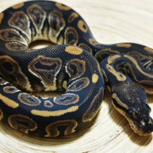 Black Pastel Ball Python for Sale
