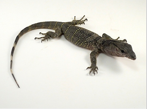 Black Roughneck Monitor for Sale