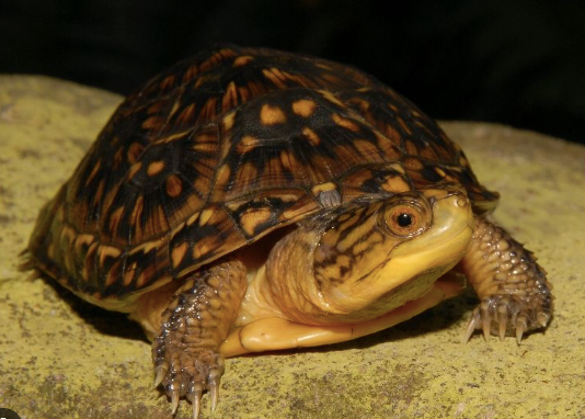 Blanding’s Turtle for Sale