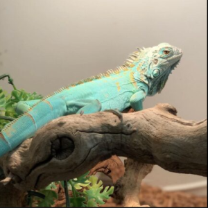 Blue Axanthic Iguana for Sale