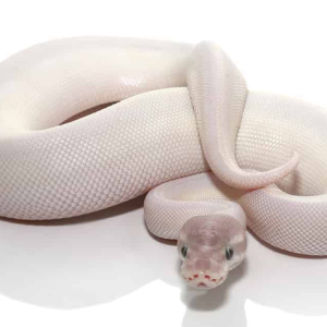 Blue Eye Leucistic Ball Python For Sale