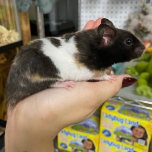 Buy Calico Bear Hamster Online