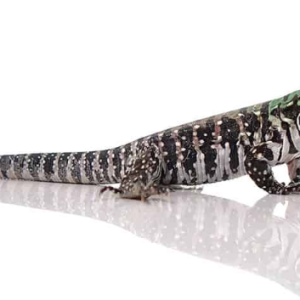 Chacoan White Headed Tegu For Sale