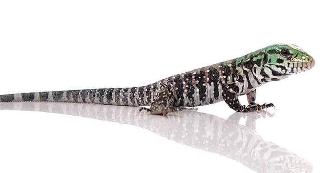 Chacoan White Headed Tegu For Sale