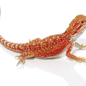 Inferno Bearded Dragon For Sale