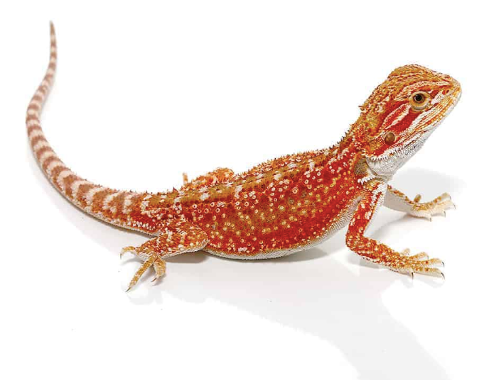 Inferno Bearded Dragon For Sale