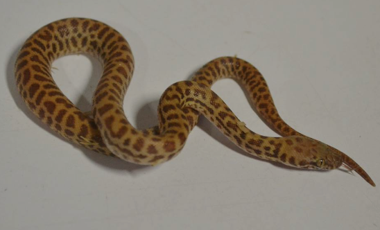 Children’s Python for Sale